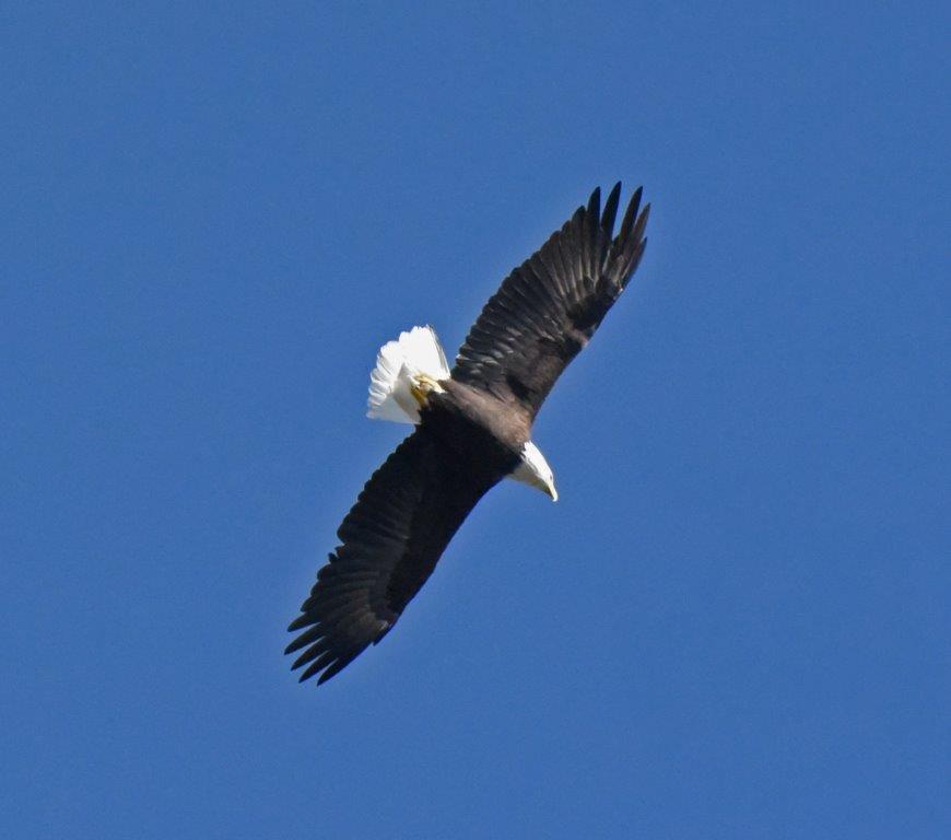 Bald eagle