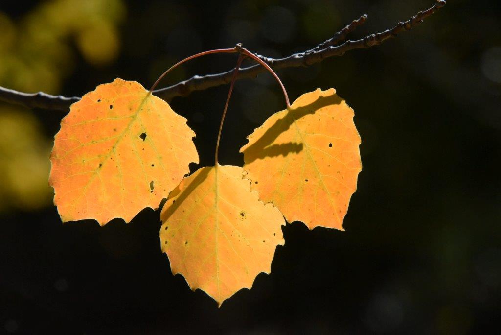 Big-toothed aspen leaves