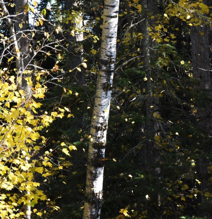 Aspen leaves falling