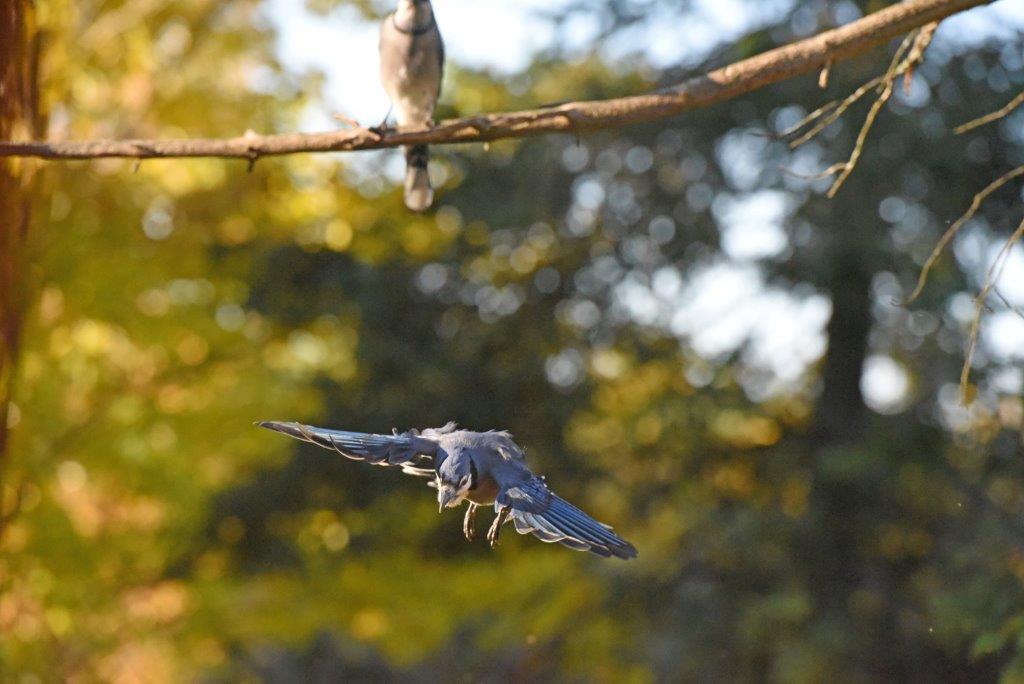 Blue jay