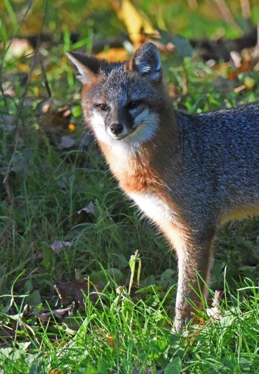Gray fox