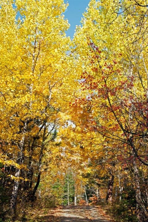 Driveway maple and aspen