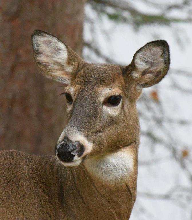 Deer portrait