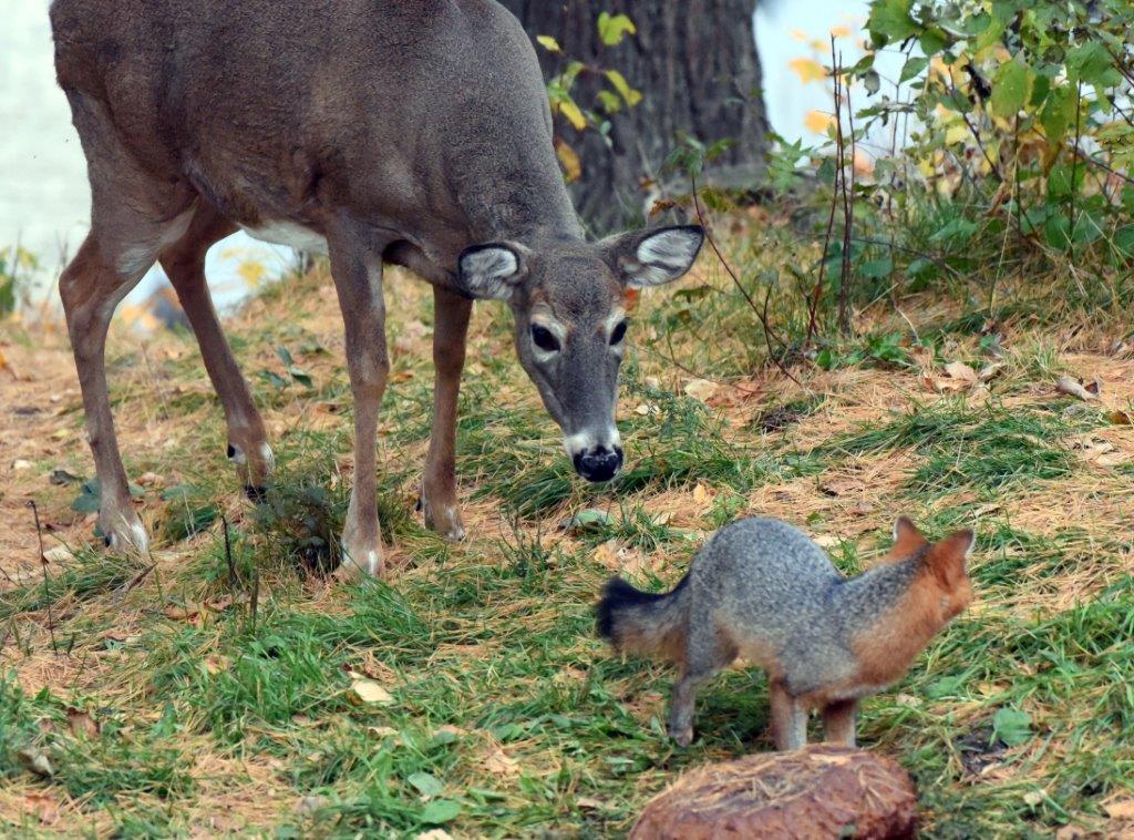 Deer checking fox