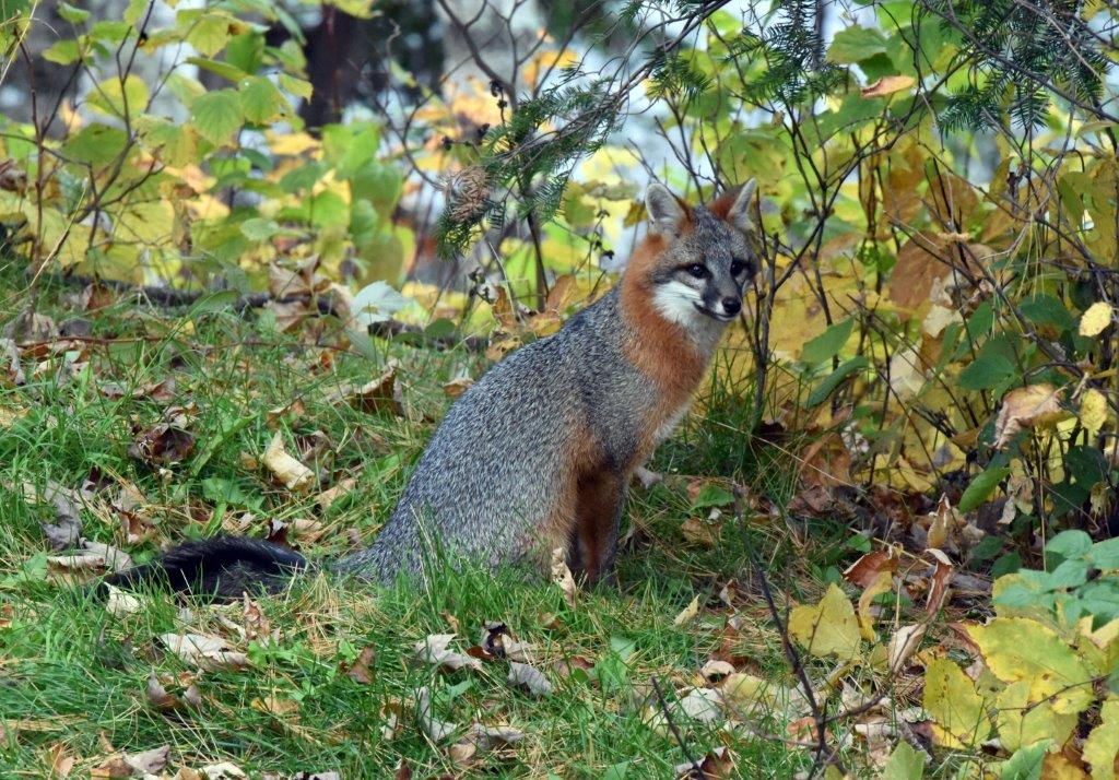 Gray fox