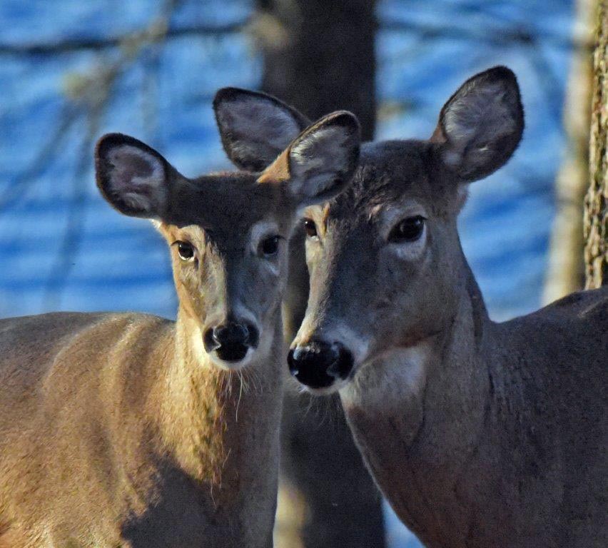 Doe and fawn