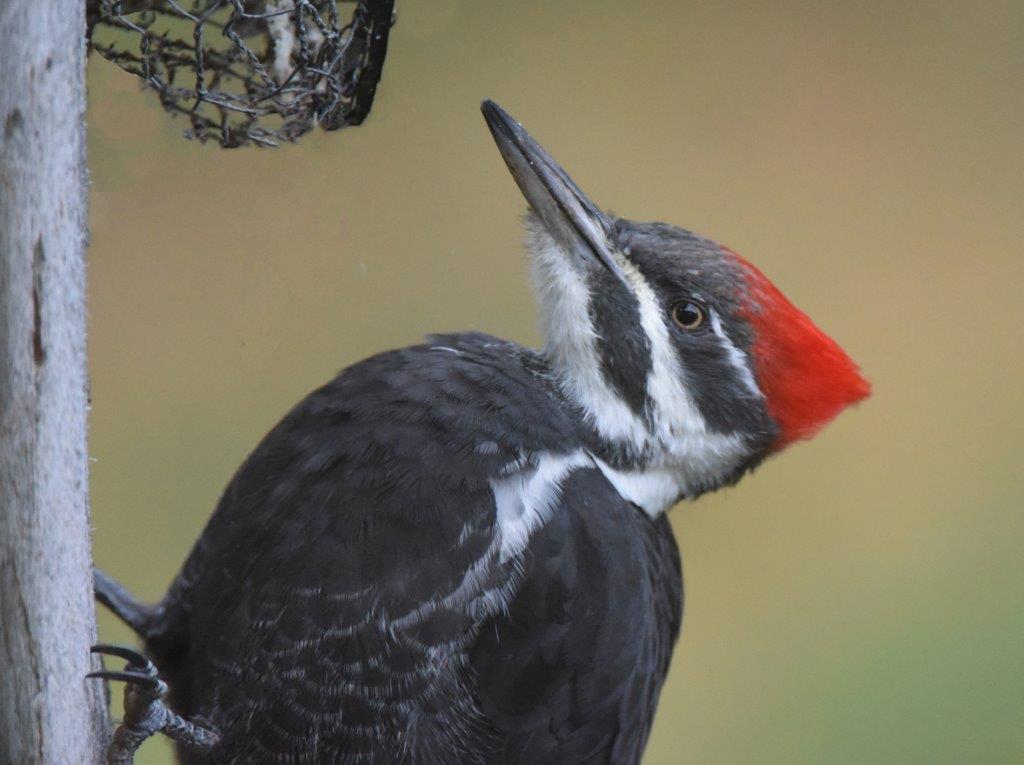 Pileated