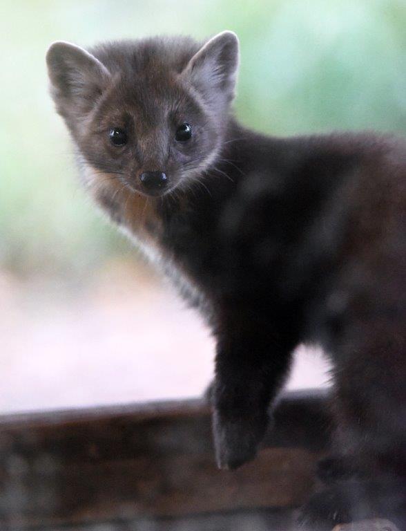 20171016 Pine Marten Female