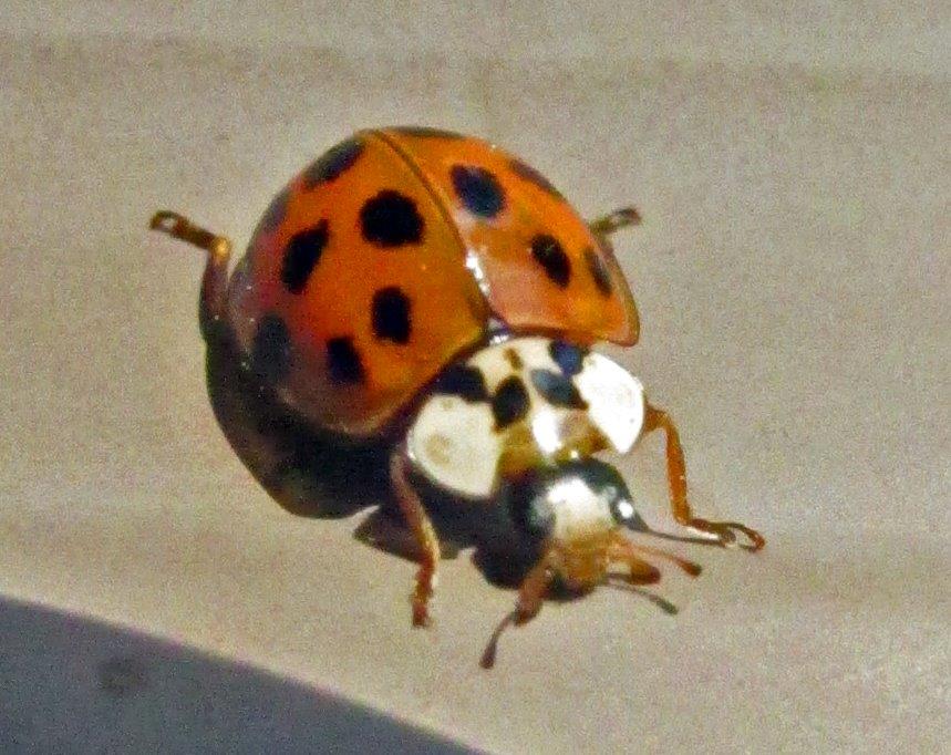 Asian Lady Beetle
