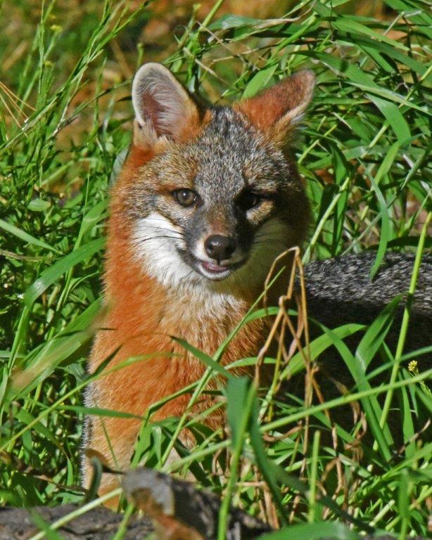 Gray Fox