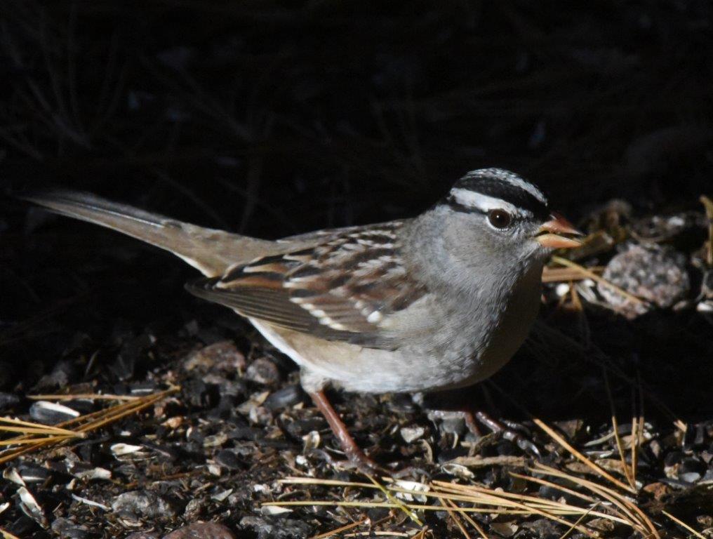 White crowned sparrow adult