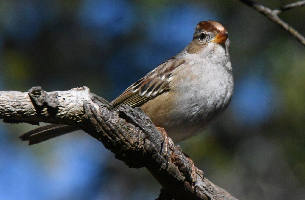 White crowned sparrow juvenile