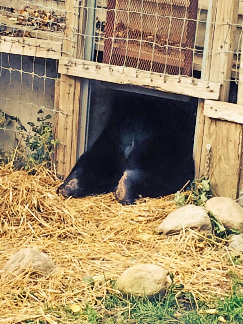 Lucky reaching for straw
