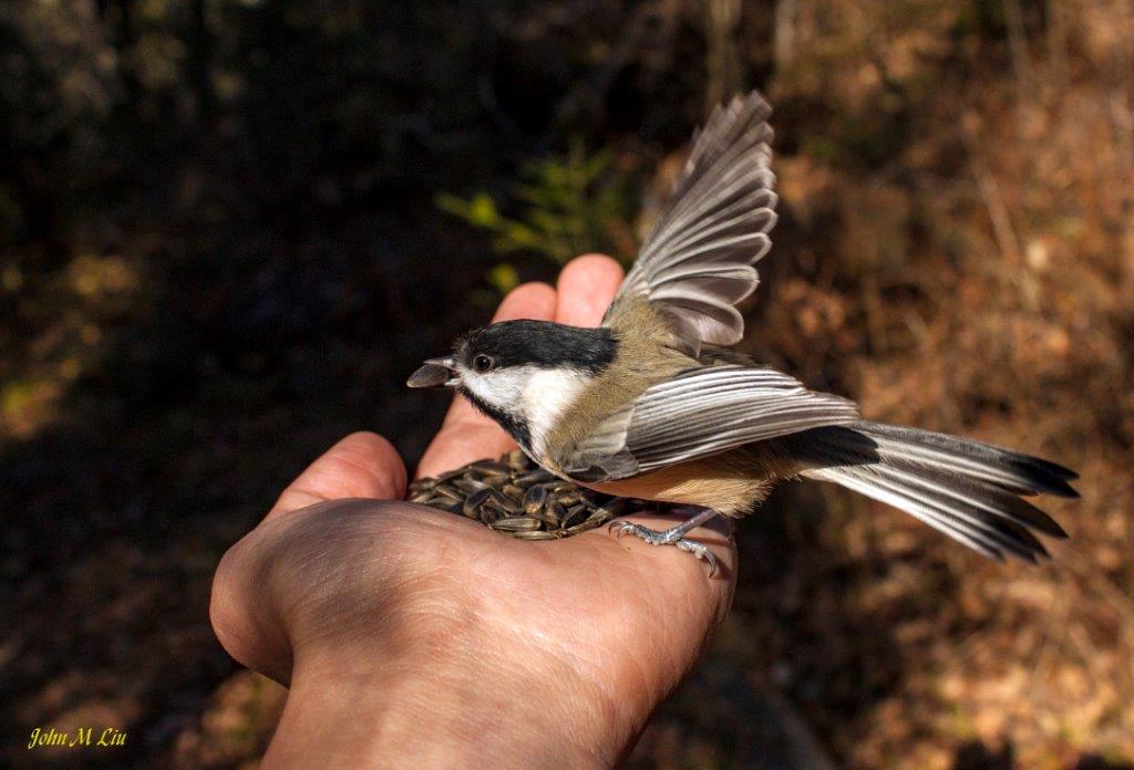 Chickadee on hand John Liu