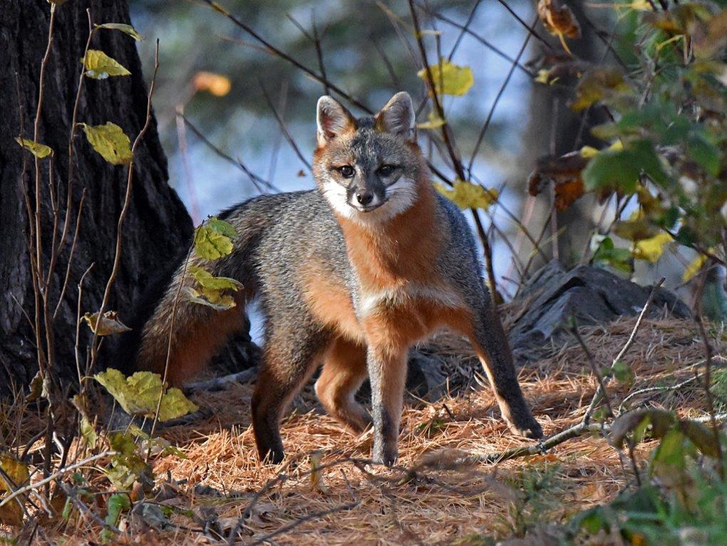 Gray fox