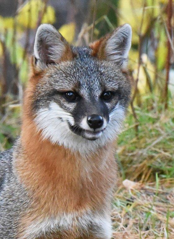 Gray fox