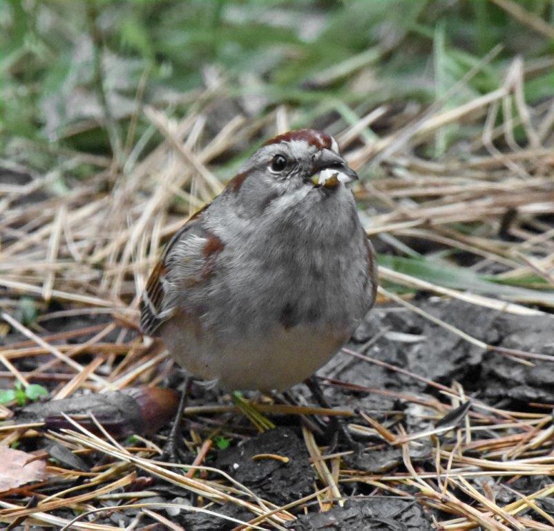 Tree sparrow