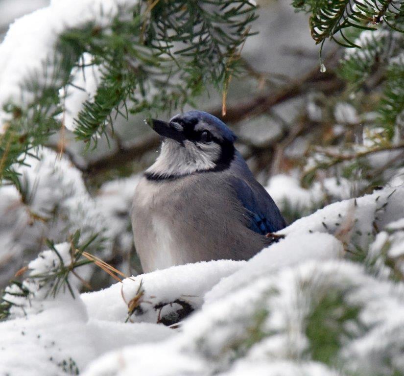Blue jay