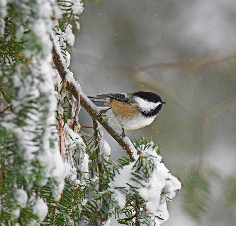 Chickadee