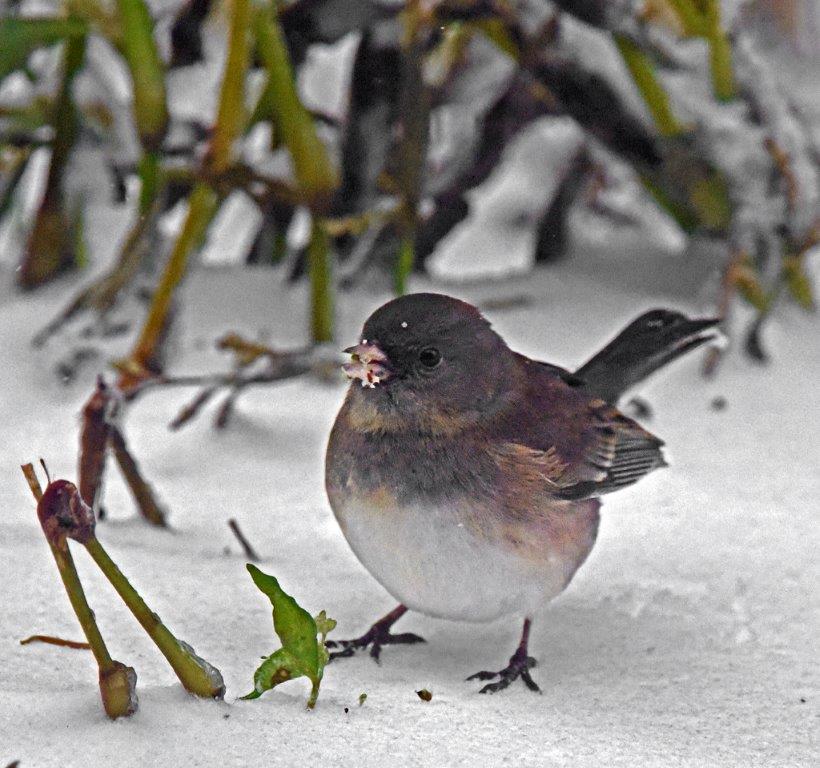 Dark-eyed junco