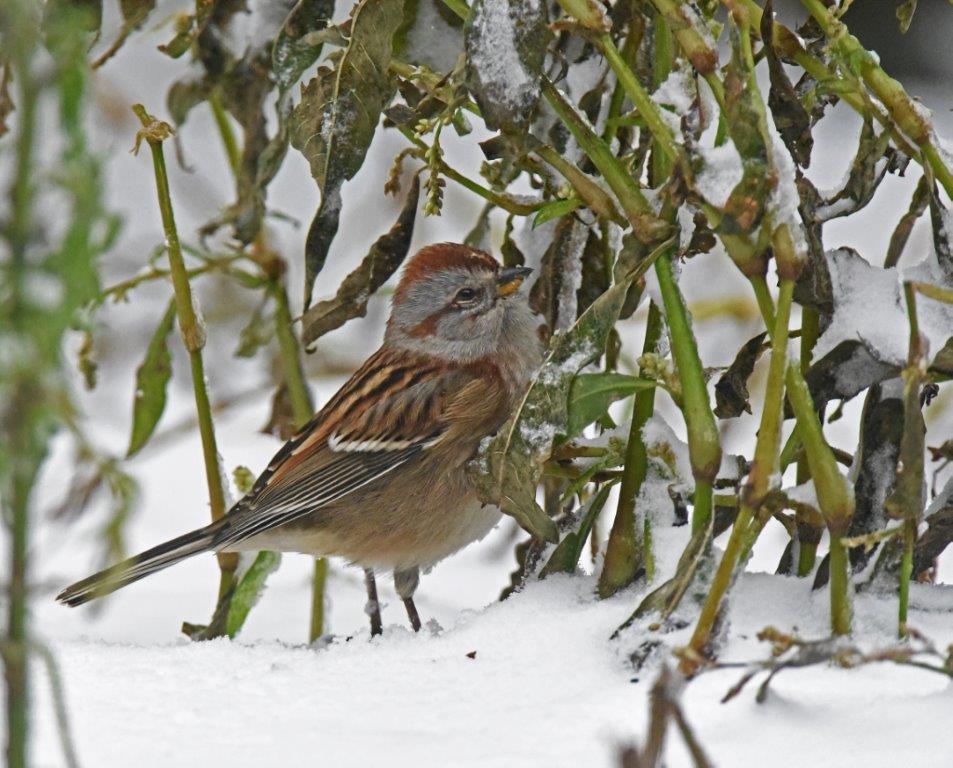White-crowned sparrow juvenile