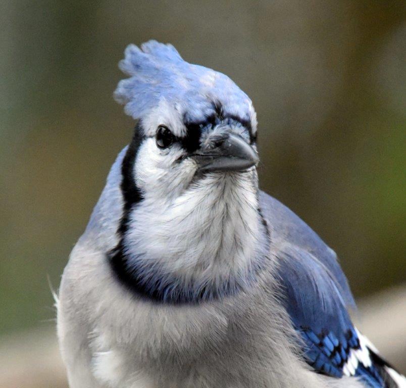 Blue jay