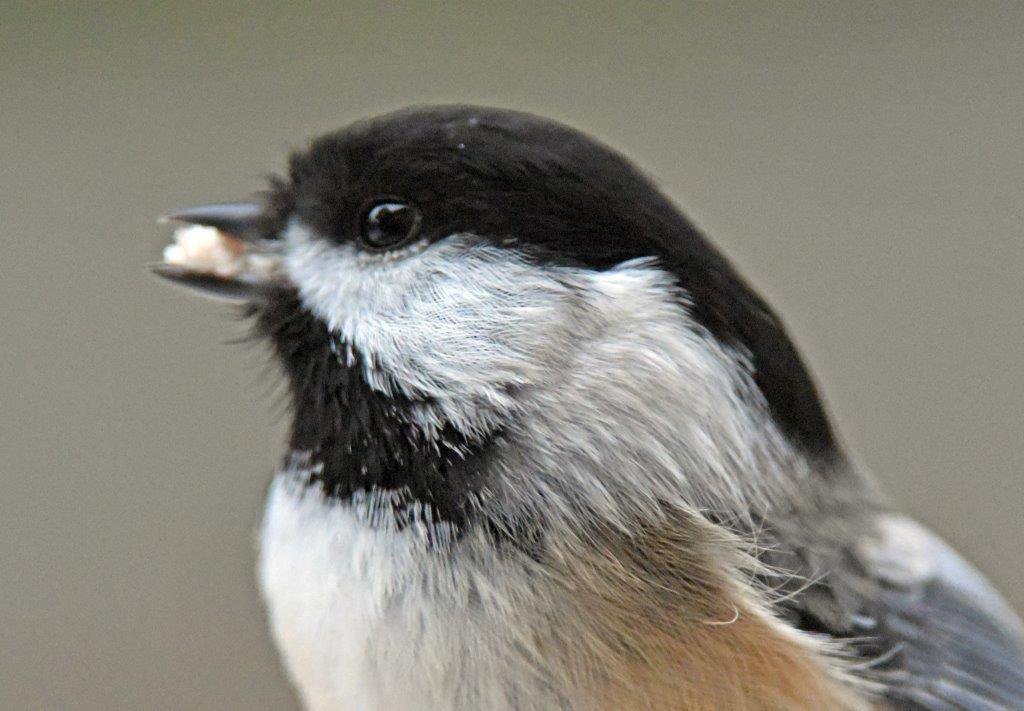 Black-capped chickadee