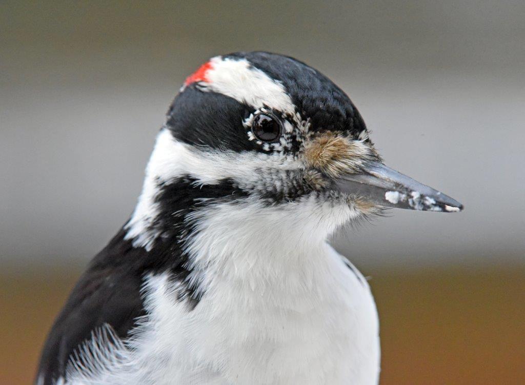 Hairy woodpecker