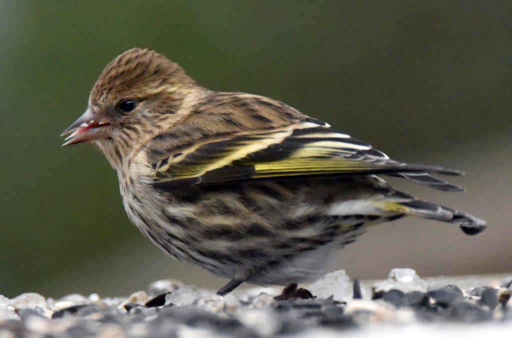 Pine siskin