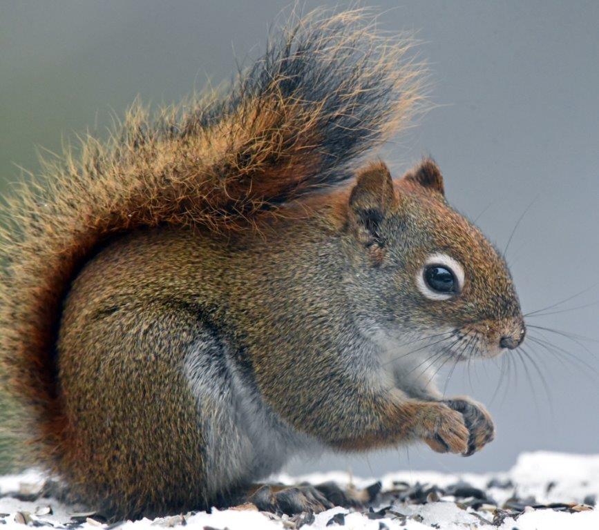 Red squirrel