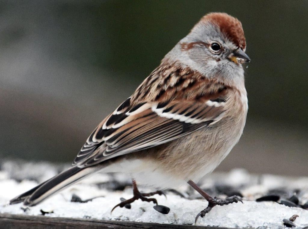 Tree sparrow