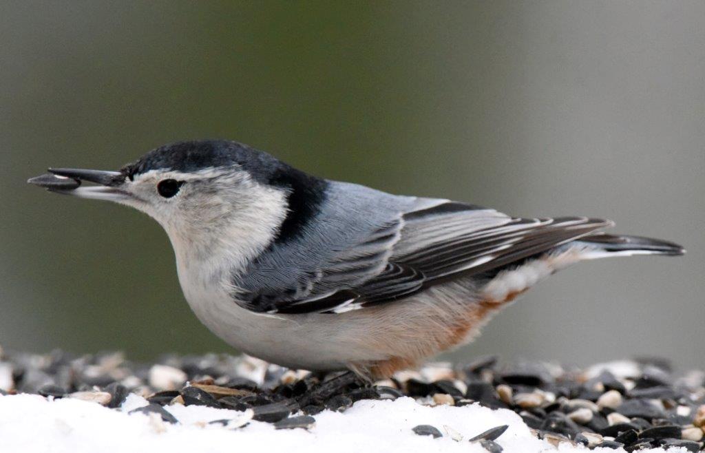 White-breasted nuthatch