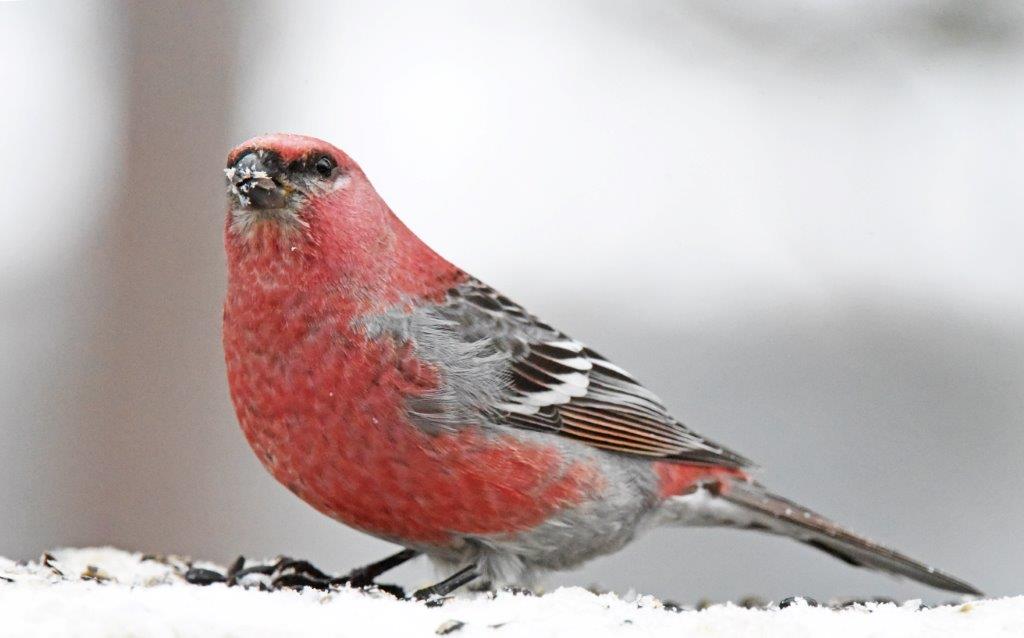 Male pine grosbeak