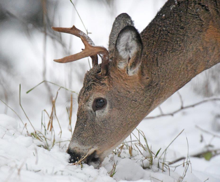Deer buck eating