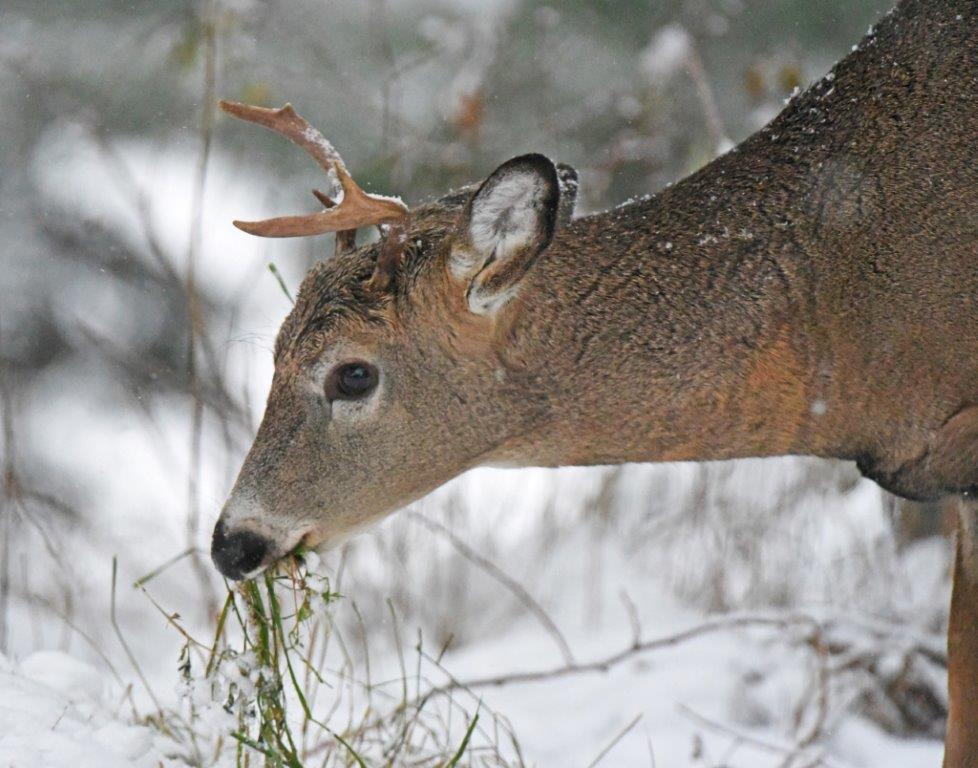 Deer buck eating
