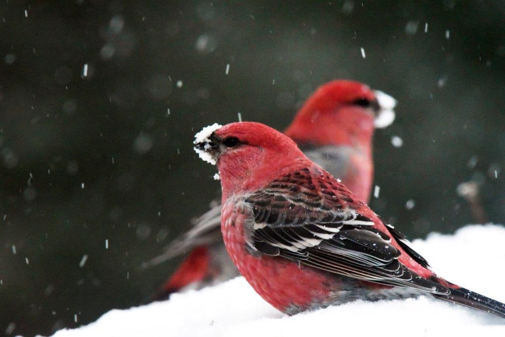 Pine grosbeaks