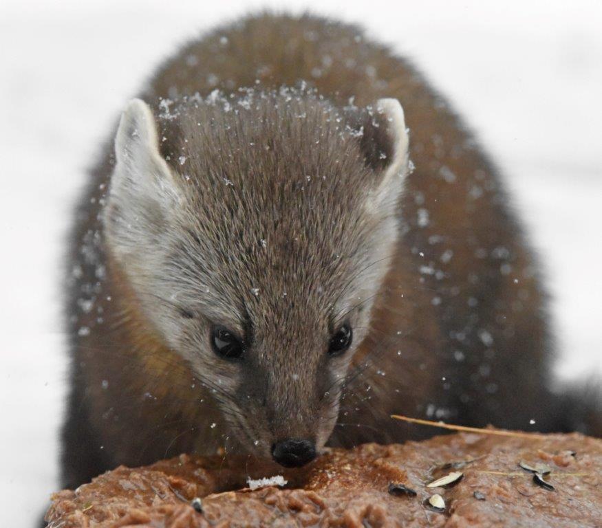 Pine marten female