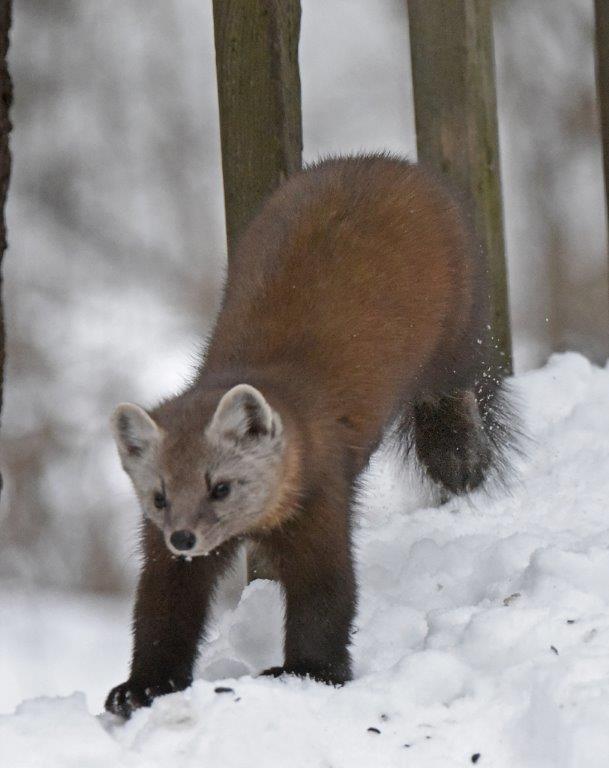 Pine marten male