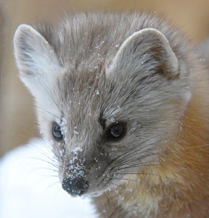 Pine marten male