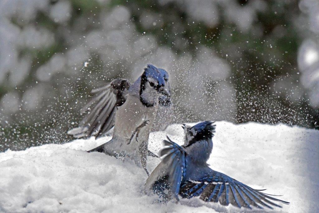 Blue jays battling