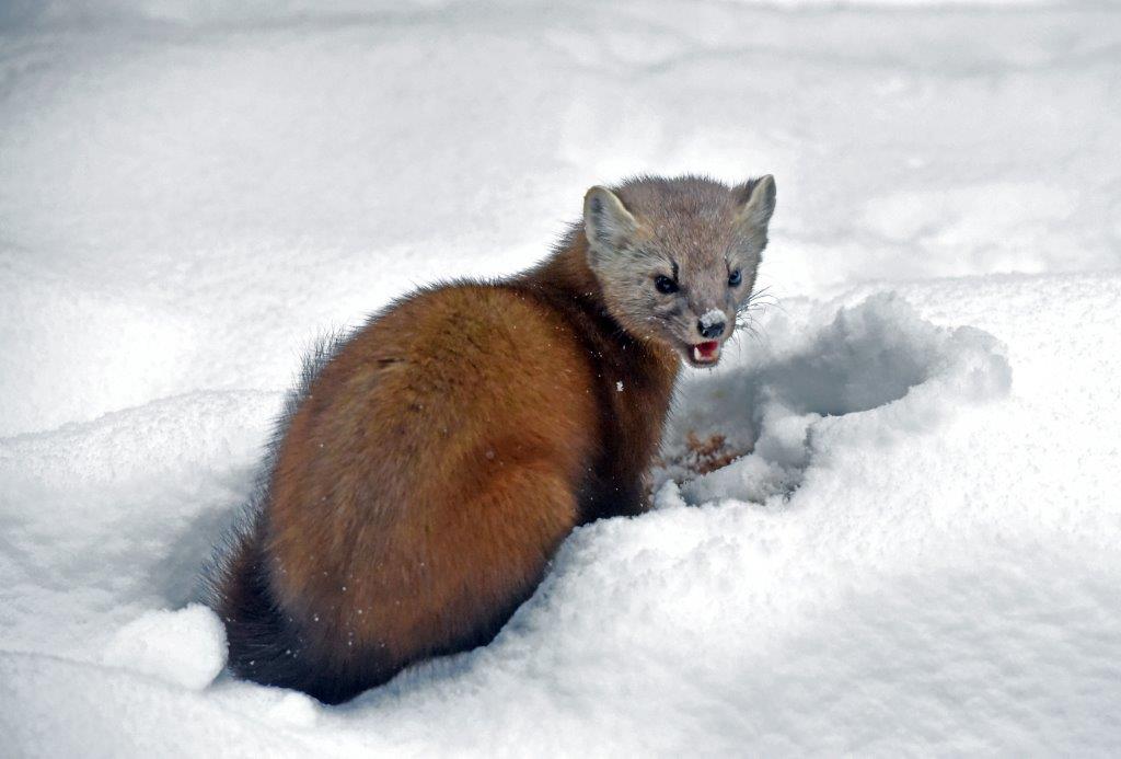 Pine marten