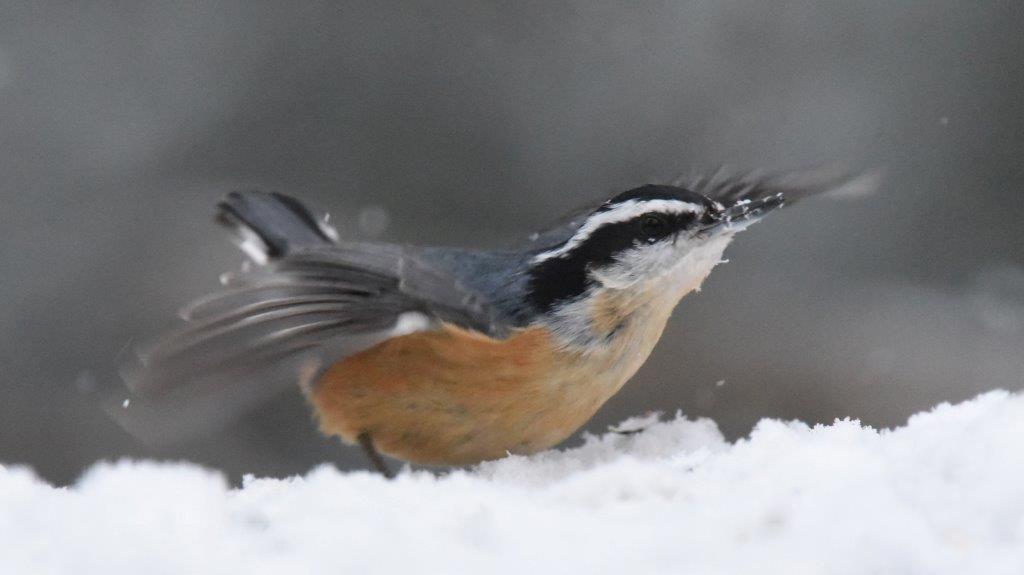 Red-breasted nuthatch