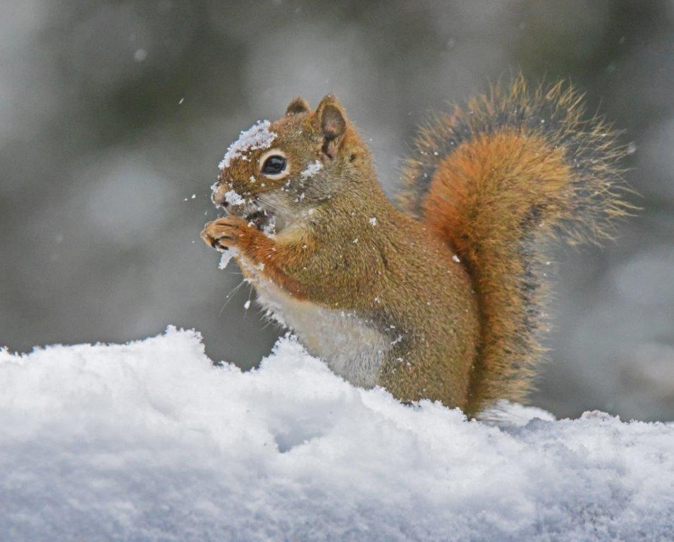 Red squirrel