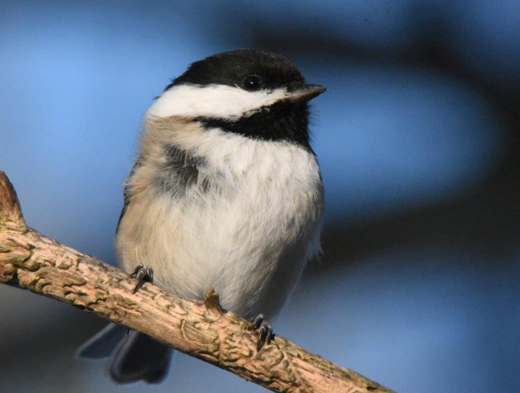 Chickadee