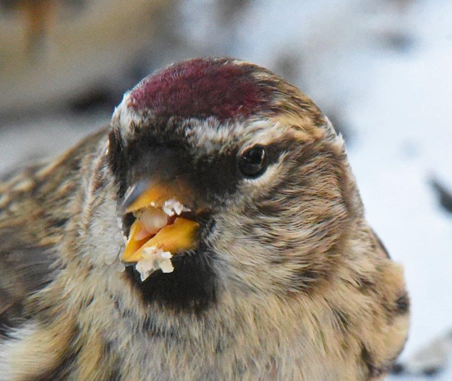 Common Redpoll
