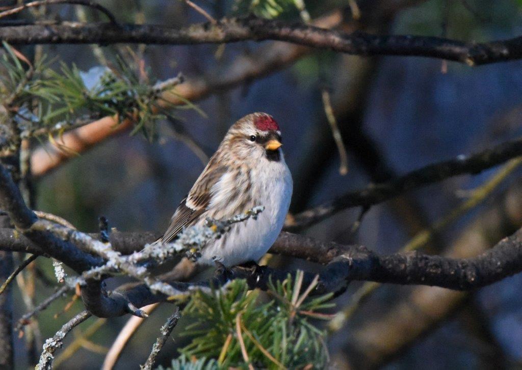 Common redpoll