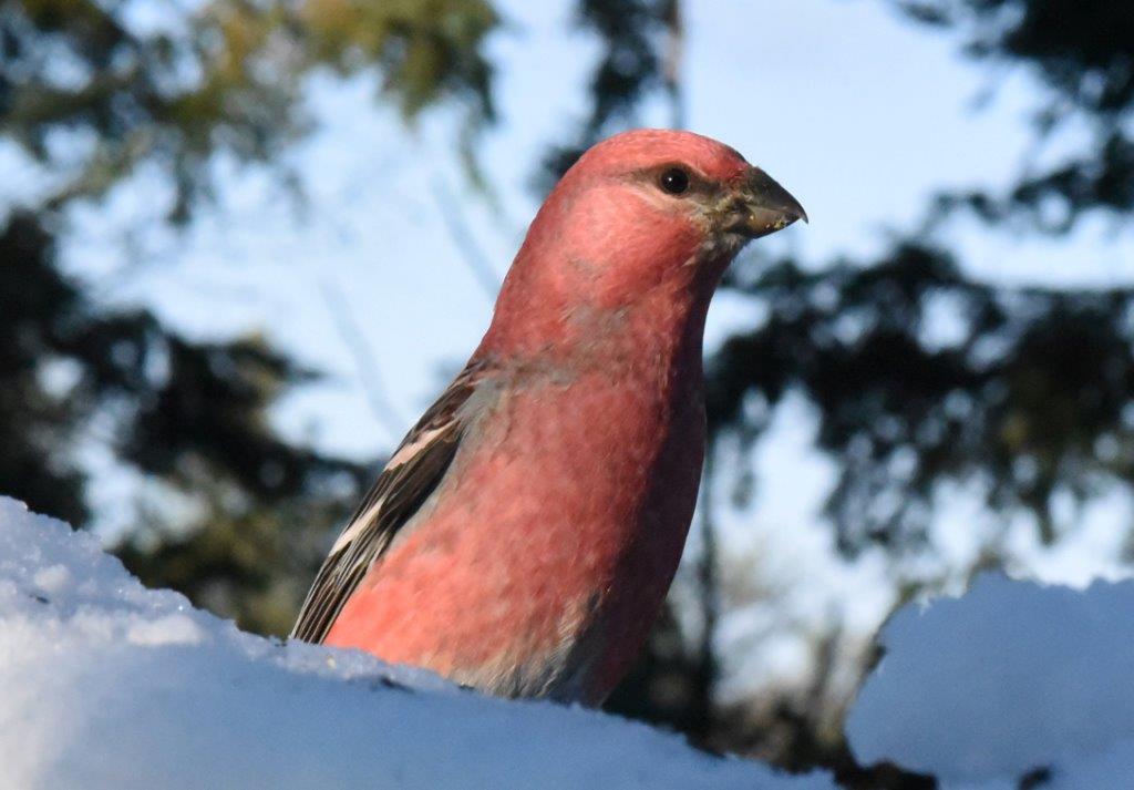 Pine Grosbeak