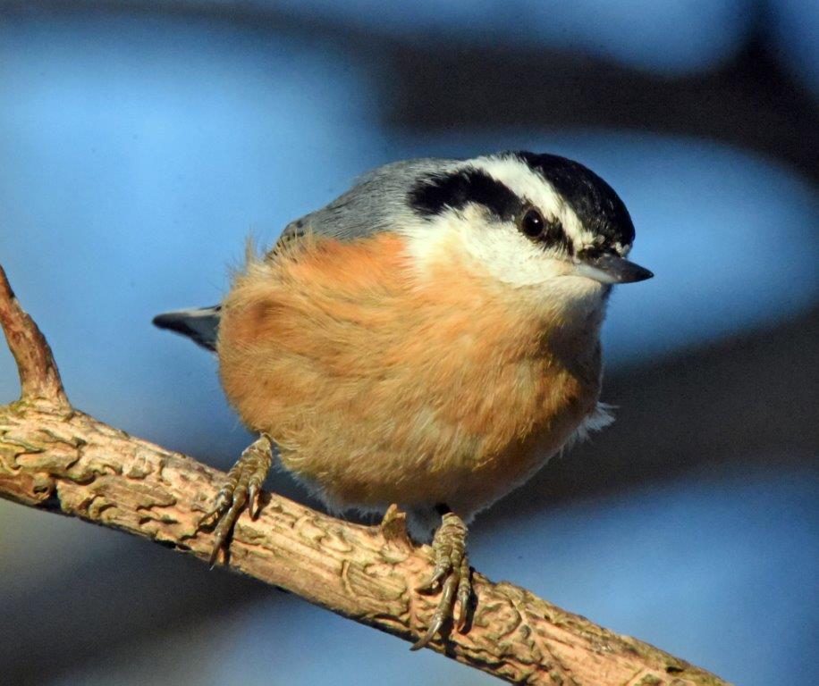 Red breasted nuthatch