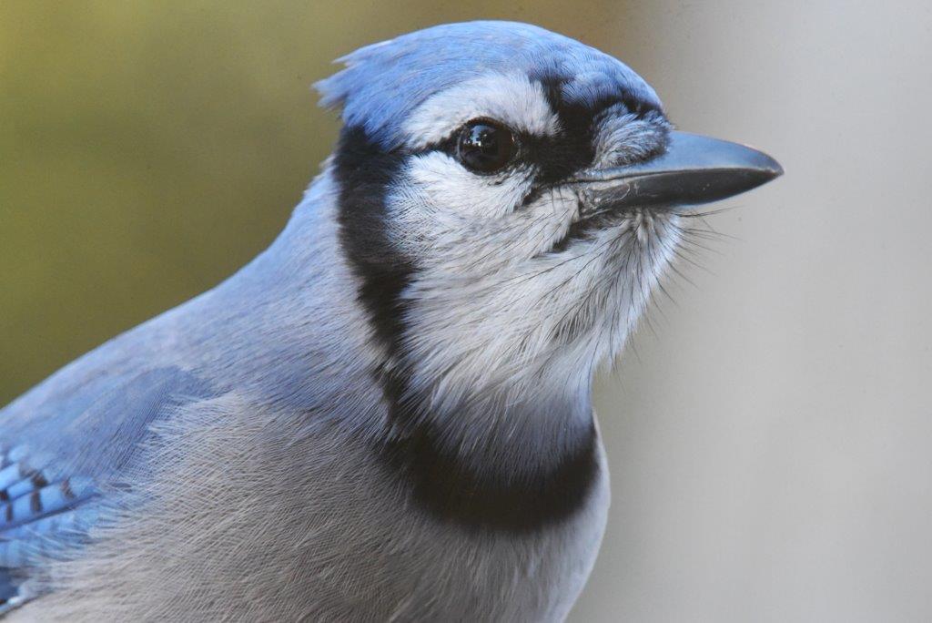 Blue jay eye