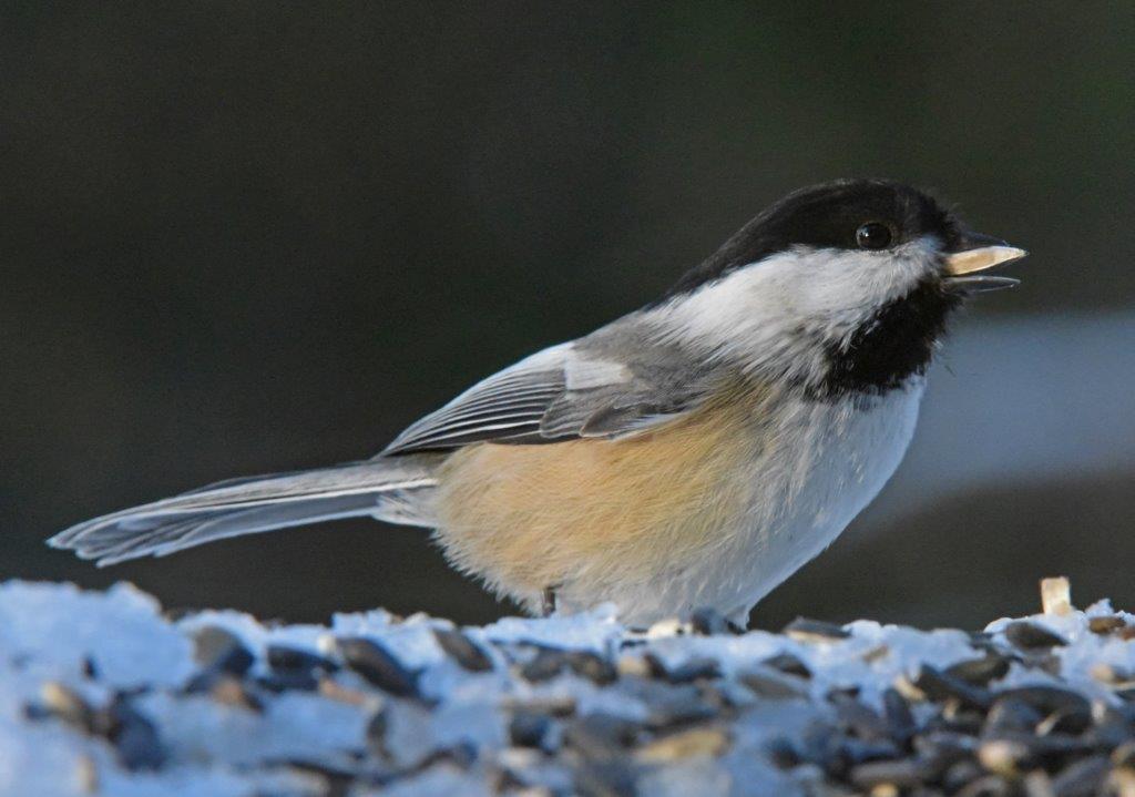Chickadee